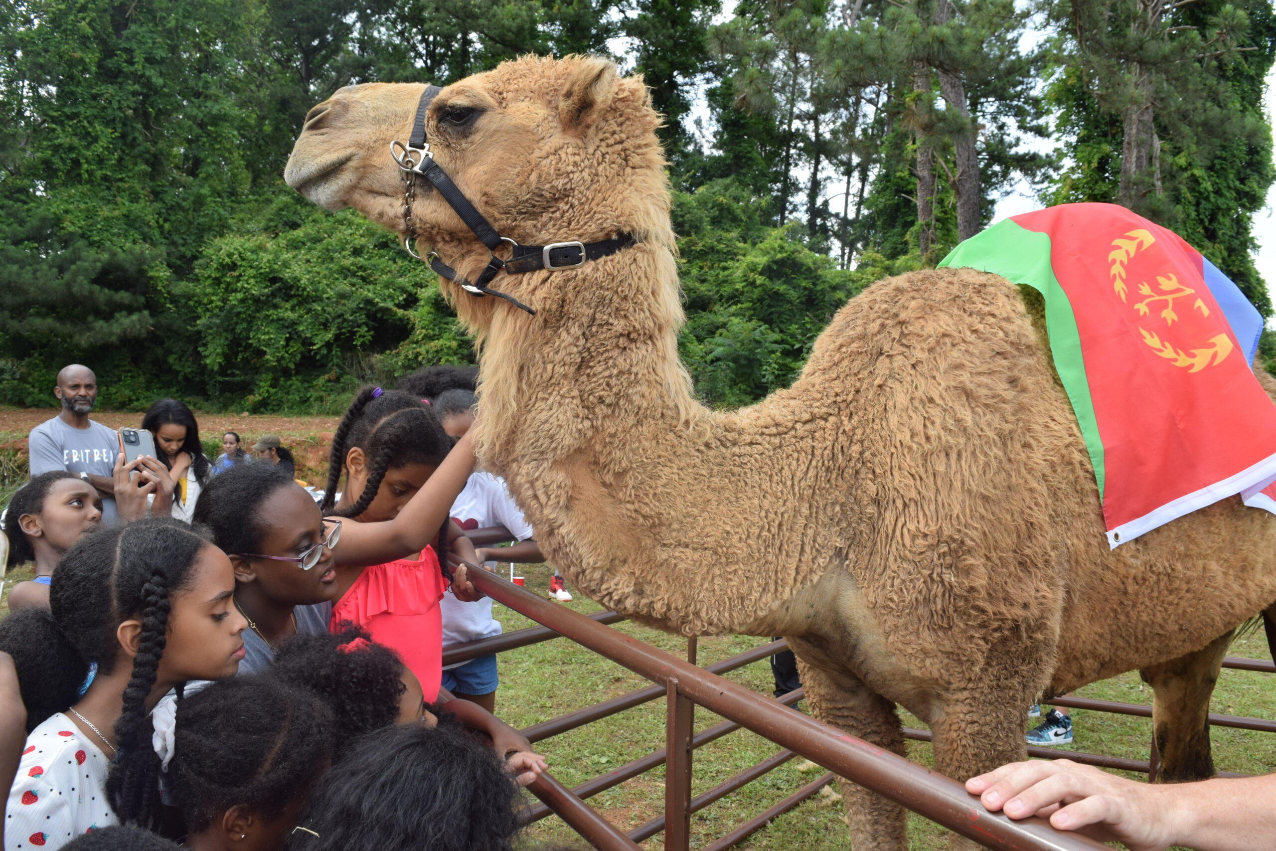 EACAG community gathering — children with a camel adorned in the Eritrean flag
